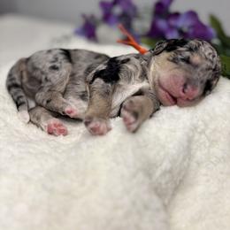 Bernedoodle, Goldendoodle, and Poodle Puppies from Poodle and Doodle Haven