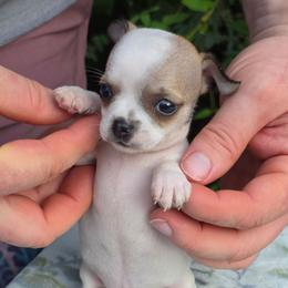 Anime - Fawn and white female Chihuahua puppy in East Camden, Arkansas from RoyAl