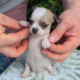 Anime - Fawn and white female Chihuahua puppy in East Camden, Arkansas from RoyAl