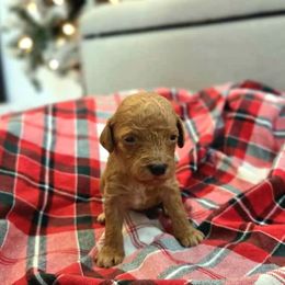 Habanero - Red  male Goldendoodle puppy in Sugarcreek, Ohio from True Hearted Doodles