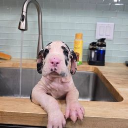 Draco - Harlequin male Great Dane puppy in Gainesville, Florida from Your Cuddly Companions