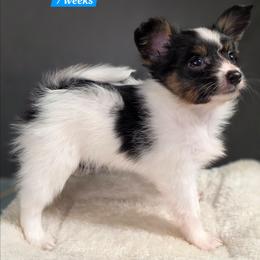 L3A Rock Me Amadeus - White black and tan male Papillon puppy in Davenport, Washington from Lovely Ladies and Little Asses Miniature Equines (L3A Pomeranians & Papillons)
