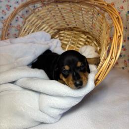 Dash - Black and tan male Dachshund puppy in Mountain Grove, Missouri from Happy Hounds