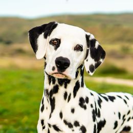Airy - Dalmatian