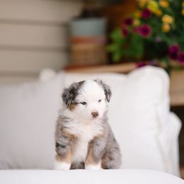 Gunther - Blue merle male Miniature Australian Shepherd puppy in Pocatello, Idaho from R Heart Mini Aussies