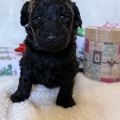 Double Doodle Puppies from Southern Sunshine Doodles