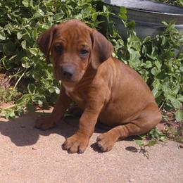 Brock - Red wheaten male Rhodesian Ridgeback puppy in Carney, Oklahoma from River Run Parson Russell terriers & River Run Ridgebacks
