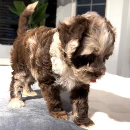 Evie - Merle female Cockapoo puppy in Queens, New York from The 2 Musketeers_Cockapoos