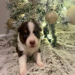 Purple - Red tri female Miniature Australian Shepherd puppy in Robertsdale, Alabama from Lighthouse Aussies