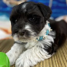 Jose - Parti male Miniature Schnauzer puppy in Sylvania, Georgia from Southern Sky Miniature Schnauzers