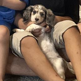 Gaurdian home wanted - Black and cream female Dachshund puppy in Wahiawa, Hawaii from Versatile Ohana