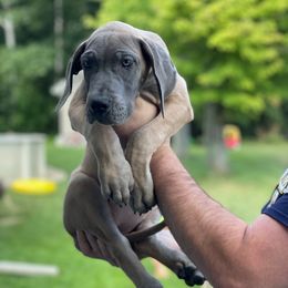 Purple Collar - Blue female Great Dane puppy in Kimball, Michigan from Starlight Danes