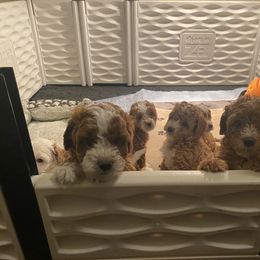 Cavapoo and Poodle Puppies from Sac-Town Poodles and Doodles