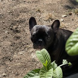 Bailey - French Bulldog