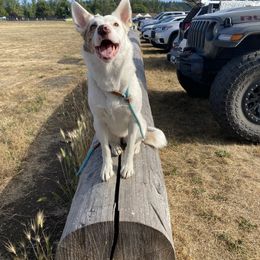Border Collie puppies from Apex Border Collies