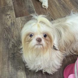 Shih Tzus from Lopez Family Tails