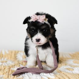Queen - Black and tan female Pembroke Welsh Corgi puppy in Mona, Utah from Sorensen Corgis