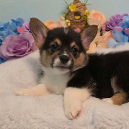 Goofy - White and red male Pembroke Welsh Corgi puppy in Austin, Texas from Cutest Corgi's of Austin