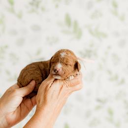Rosie (dusty rose) - Red  female Goldendoodle puppy in Apopka, Florida from The Classic Doodle