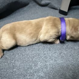 Purple Collar - Light golden female Golden Retriever puppy in Chesapeake, Virginia from AmberLight Goldens