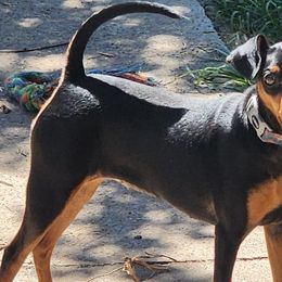 Mona - Miniature Pinscher