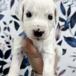 Light Blue - White and black male Dalmatian puppy in Gray, Georgia from Fuller Spots