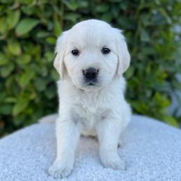 Yellow Collar Girl - Light golden female Golden Retriever puppy in Utah from Deseret Peak Goldens