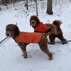 Double Doodles from The Doodle & Kaboodle