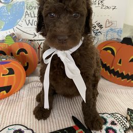 Goldendoodle Puppies from What’s Up Doodles