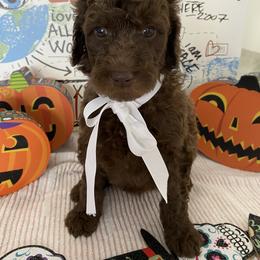 Goldendoodle Puppies from What’s Up Doodles