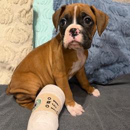 Blue collar - Fawn male Boxer puppy in Center Hill, Florida from Rogers Farm’s Beloved Boxers