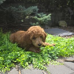 Felicity - Red  female Poodle puppy in Fort Salonga, New York from Blues Performance Poodles