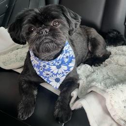 Leia - Black female Shih Tzu puppy in Northridge, California from Our ShihTzu Family