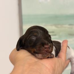 Emma - Piebald female Dachshund puppy in Lakeland, Florida from Elite Doxies Florida