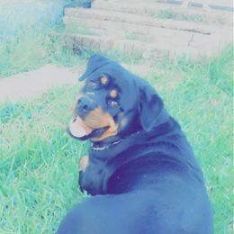 KZ - Rottweiler
