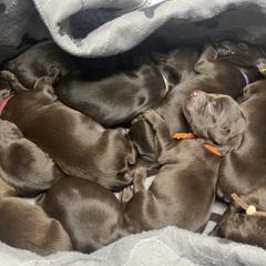 Basset Hound, Boykin Spaniel, English Cocker Spaniel, and Labrador Retriever Puppies from PARK’s Family Farm