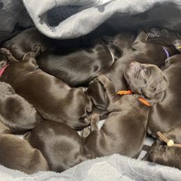 Basset Hound, Boykin Spaniel, English Cocker Spaniel, and Labrador Retriever Puppies from PARK’s Family Farm