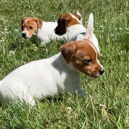 Bella (already reserved) - White and tan female Russell Terrier puppy in Andover, Connecticut from Frog Hollow Farm