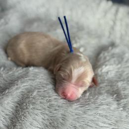 Ember - Apricot male Goldendoodle puppy in Wharton, Texas from Little Fur Friends