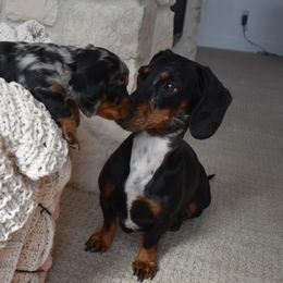 Dachshunds from Wise lil Weeinies