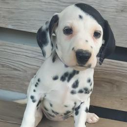 Ditto (Purple collar) HUA - White and black female Dalmatian puppy in Raymondville, Missouri from Wagner's Dalmatian's