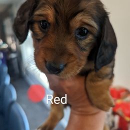 Girl 3 - Dachshund puppy in Homosassa, Florida from Foxies Doxies