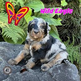 Wild Eagle - Blue merle female Bernedoodle puppy in Banner Elk, North Carolina from Walnut Tree Bernedoodles