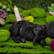 Mudi and Silken Windhound Puppies from Oak & Soul (Oak Creek) Silken Windhounds and Mudi