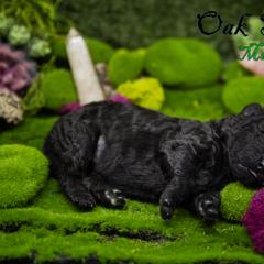 Mudi and Silken Windhound Puppies from Oak & Soul (Oak Creek) Silken Windhounds and Mudi