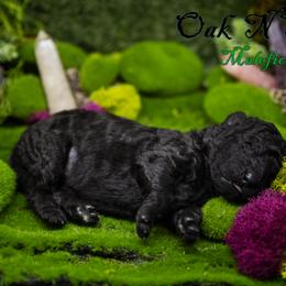 Mudi and Silken Windhound Puppies from Oak & Soul (Oak Creek) Silken Windhounds and Mudi