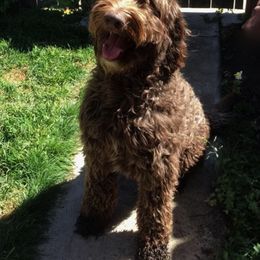 Australian Labradoodle All Grown Up from Rocky Mountain Labradoodles