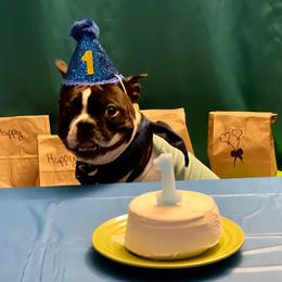 Boston Terrier Puppies from I Love Pups