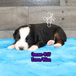 Ocean - Black tri female Miniature American Shepherd puppy in Elgin, Oregon from Cross L Miniature American Shepherds