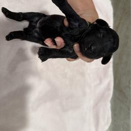 Poodle Puppies from Oodles of poodles LLC.